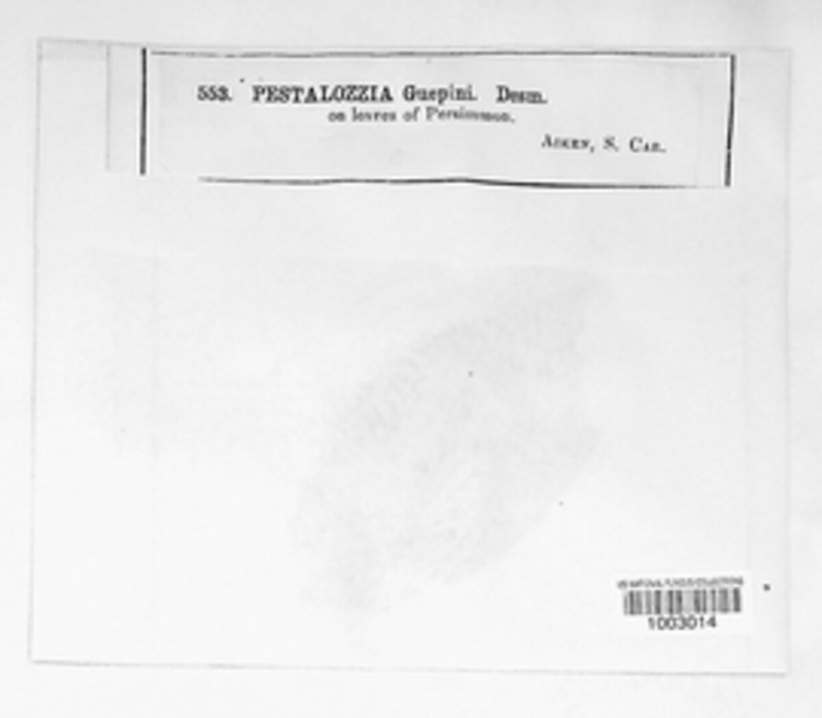 Pestalotiopsis guepinii image